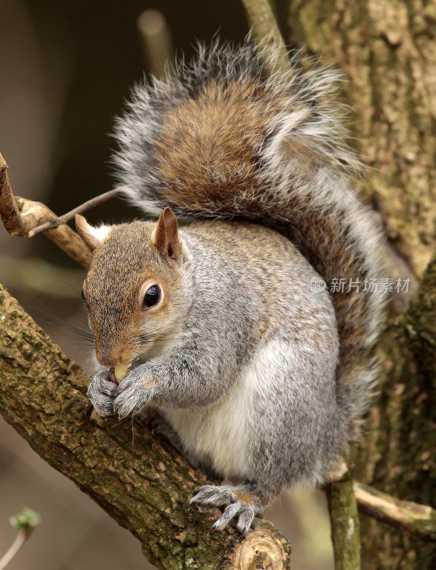 灰松鼠(Sciurus carolinensis)